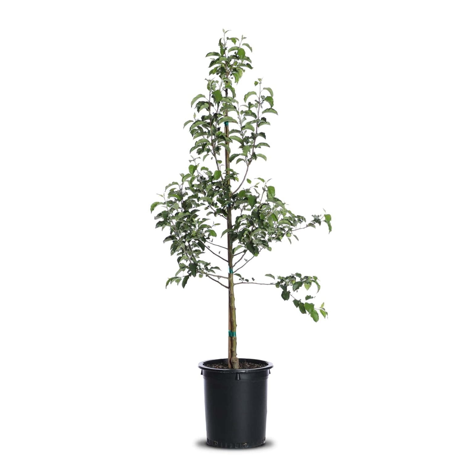 Bambina Pineapple Guava Landscape Plant Source Landscape Plant Source